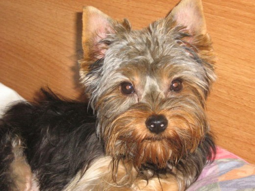 Gismo 